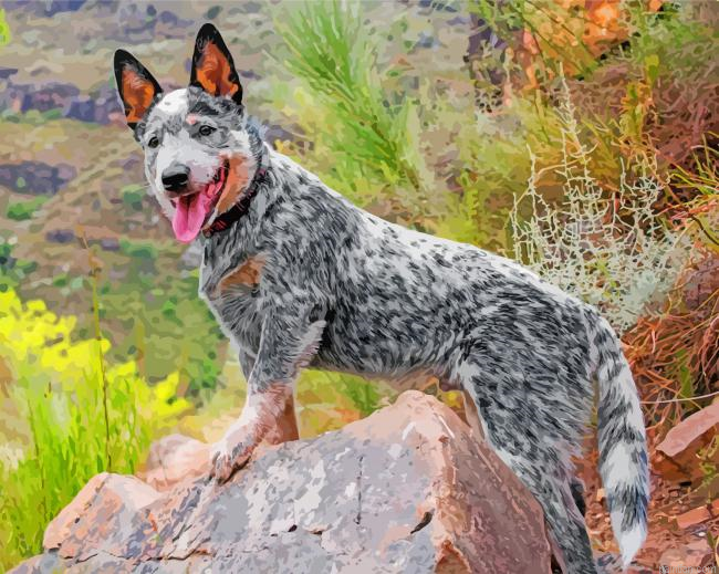 Australian Cattle Dog Paint By Number.png