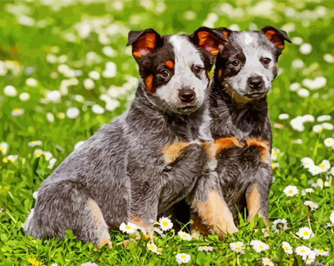 Australian Cattle Dogs Paint By Number.png