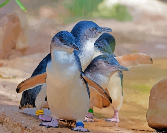 Australian Fairy Penguins Paint By Numbers.png