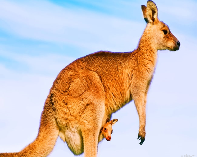 Australian Kangaroo Species Paint By Number.png