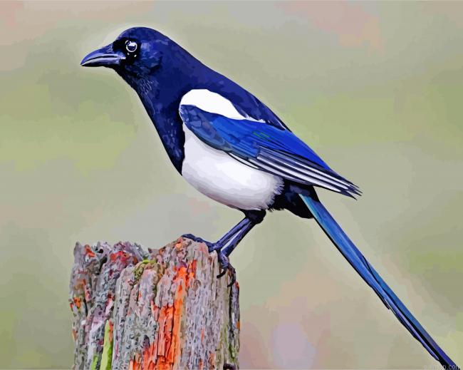 Australian Magpie Paint By Number.png