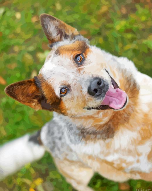 Australian Red Heeler Paint By Number.png