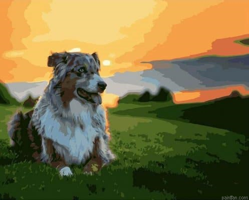 Australian Shepherd Paint By Numbers.png