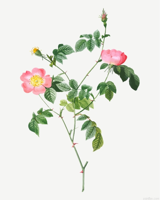Austrian Briar Flowers Paint By Number.png