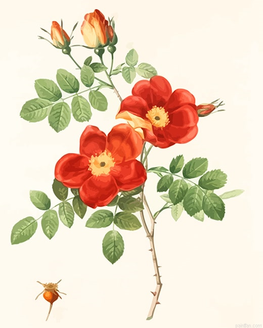 Austrian Briar Vintage Rose New Paint By Numbers.png