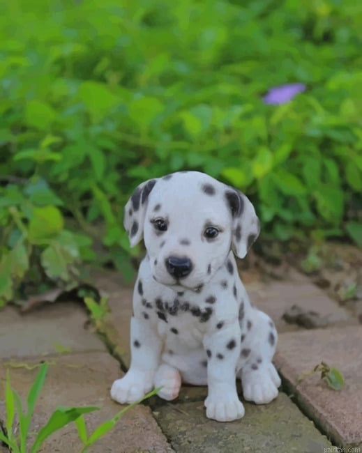 Baby Dalmatian Paint By Number.png