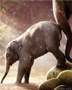 Baby Elephant Paint By Numbers.png