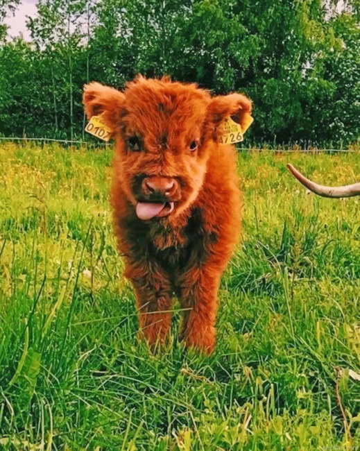 Baby Highland Cow Paint By Number.png