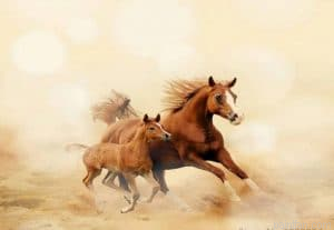 Baby Horse Paint By Numbers.png