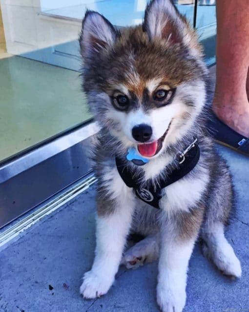 Baby Husky Paint By Numbers.png