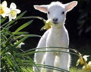 Baby Lamb Paint By Numbers.png