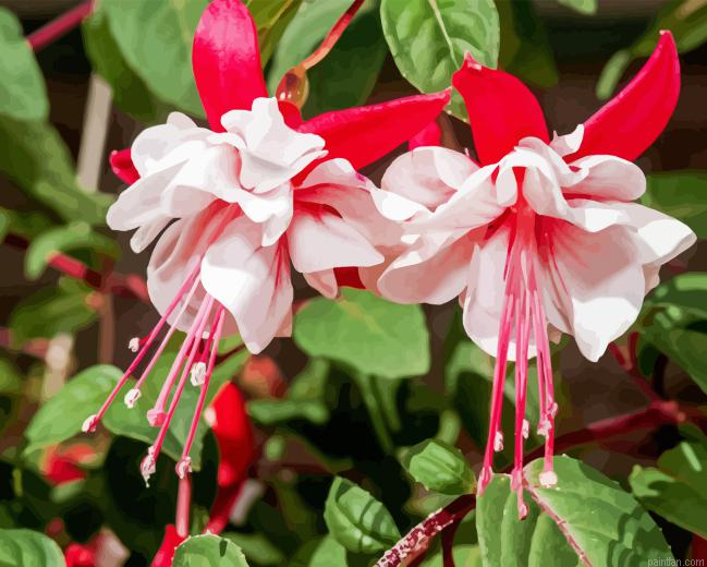 Baby Pink Fuchsia Paint By Numbers.png