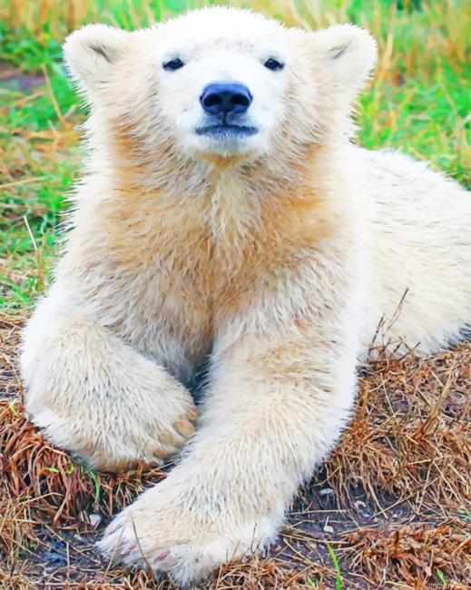 Baby Polar Bear Paint By Number.png