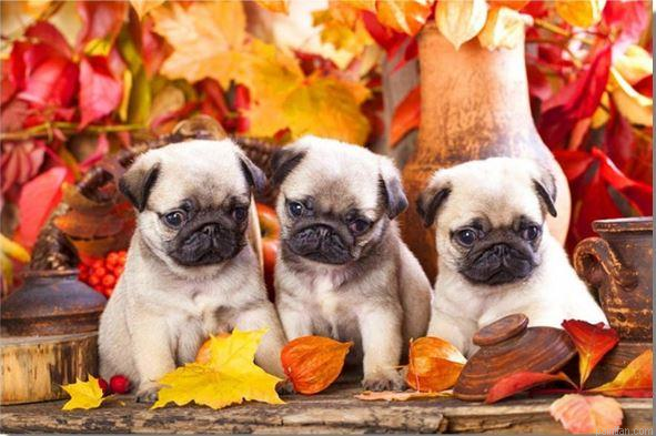 Baby Pugs Paint By Numbers.png