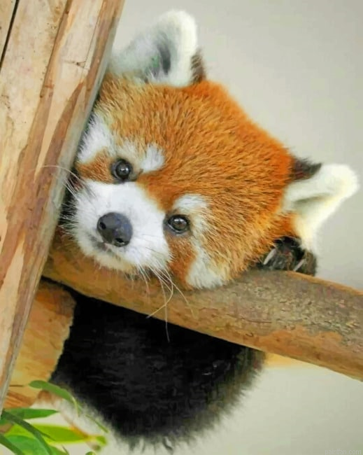Baby Red Panda Paint By Number.png