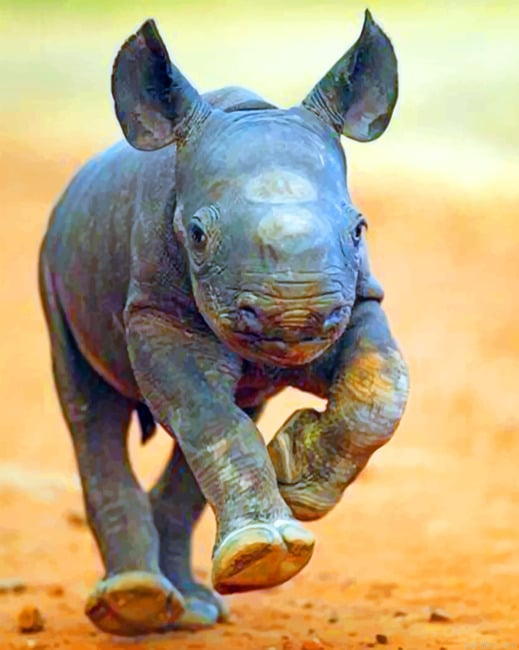 Baby Rhinoceros Paint By Numbers.png