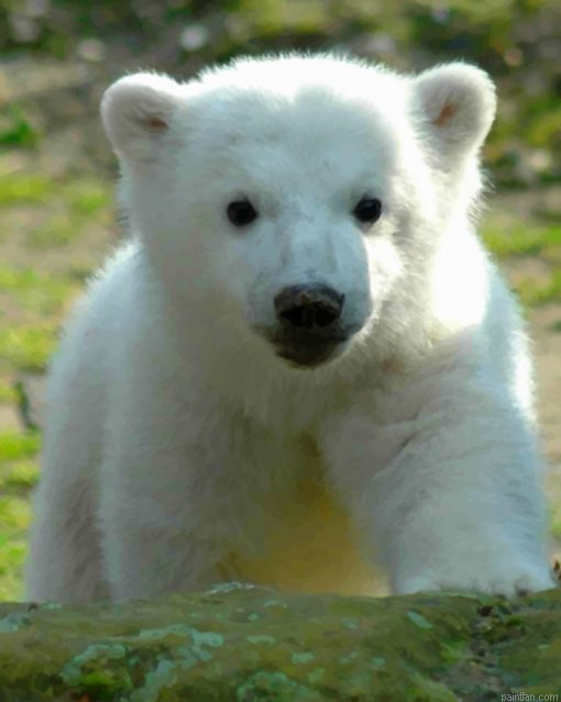 Baby Knut Polar Bear Paint By Number.png
