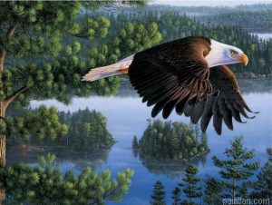 Bald Eagle Paint By Numbers.png