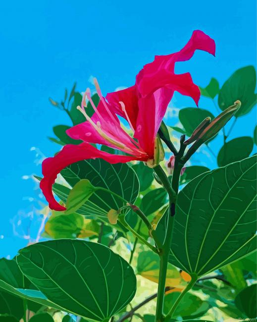 Bauhinia Variegata Flower Paint By Numbers.png