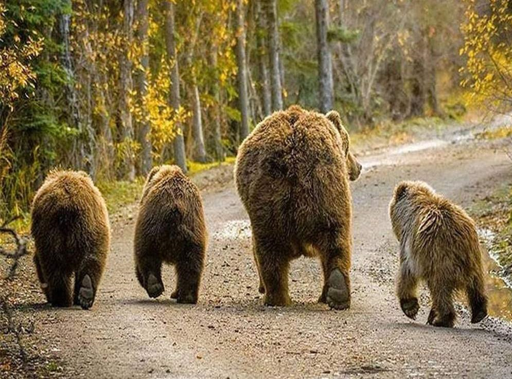 Bear Bums Paint By Numbers.png