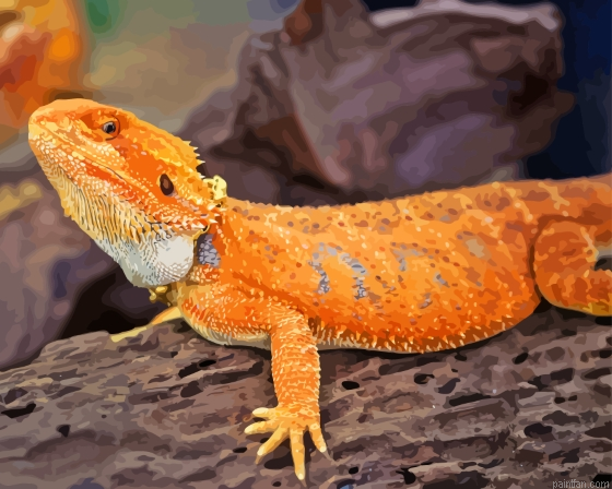Bearded Dragon Lizard Paint By Numbers.png