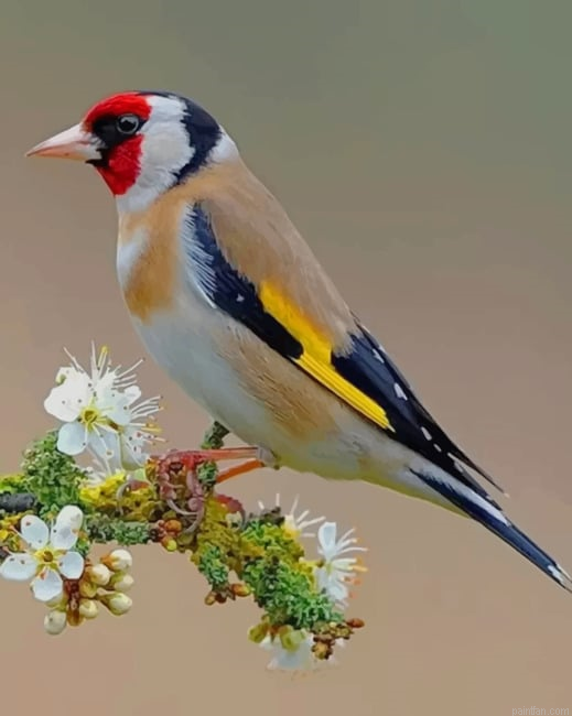 Beautiful Bird New Paint By Numbers.png
