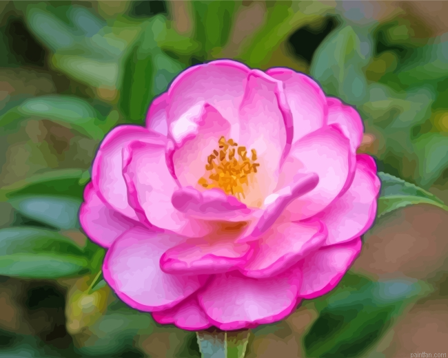 Beautiful Camellia Paint By Number.png