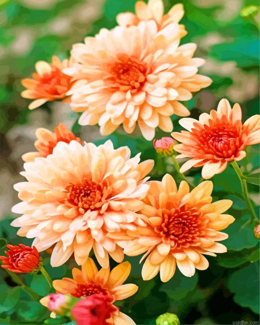 Beautiful Chrysanthemum Paint By Number.png