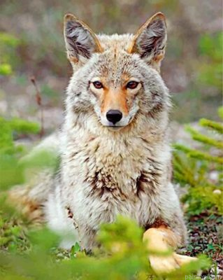 Beautiful Coyote Paint By Number.png