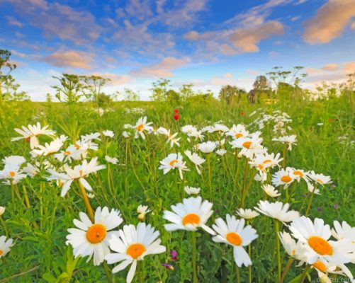 Beautiful Daisies Paint By Number.png