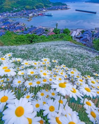 Beautiful Daisy Field Paint By Number.png