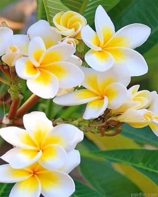 Beautiful Orchid Flower New Paint By Numbers.png