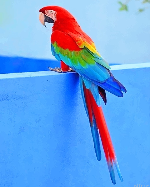 Beautiful Parrot New Paint By Numbers.png