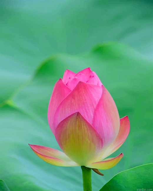 Beautiful Pink Tulip New Paint By Numbers.png