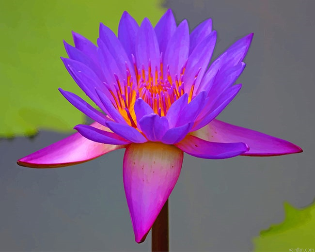 Beautiful Purple Lotus New Paint By Numbers.png