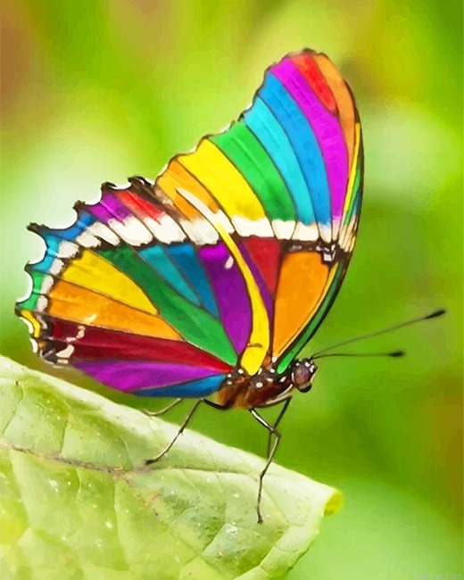 Beautiful Rainbow Butterfly New Paint By Numbers.png