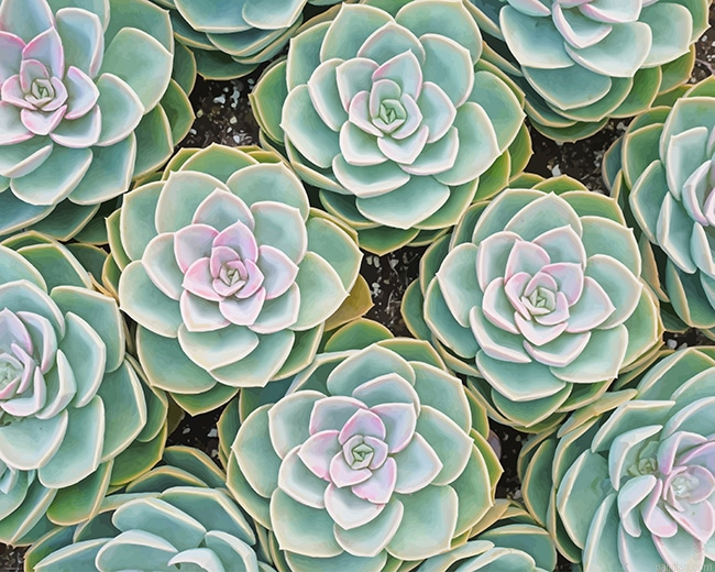 Beautiful Succulents New Paint By Numbers.png