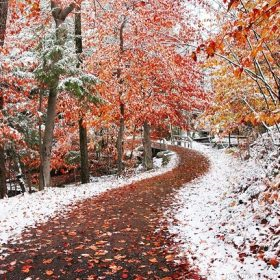 Beautiful Winter Forest Paint By Numbers.png