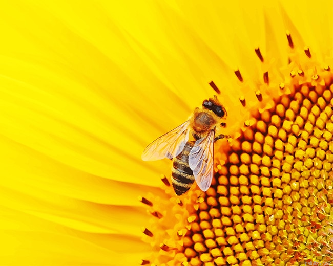 Bee On Sunflower New Paint By Numbers.png