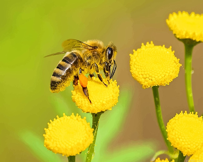 Bee On Yellow Flower New Paint By Numbers.png