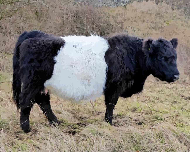 Belted Galloway Paint By Numbers.png