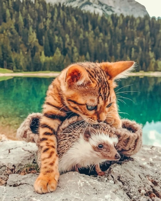 Bengal Cat And Hedgehog New Paint By Numbers.png