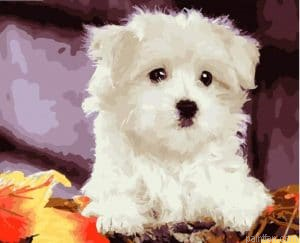 Bichon Frise Paint By Numbers.png