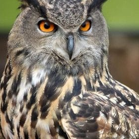 Big Eyes Owl Paint By Numbers.png