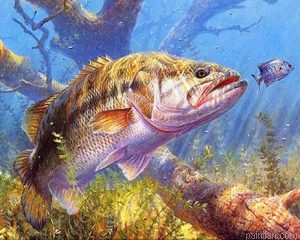 Big Fish Paint By Numbers.png