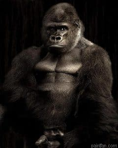 Big Gorilla Paint By Numbers.png