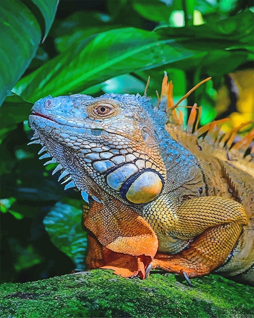 Big Iguana New Paint By Numbers.png