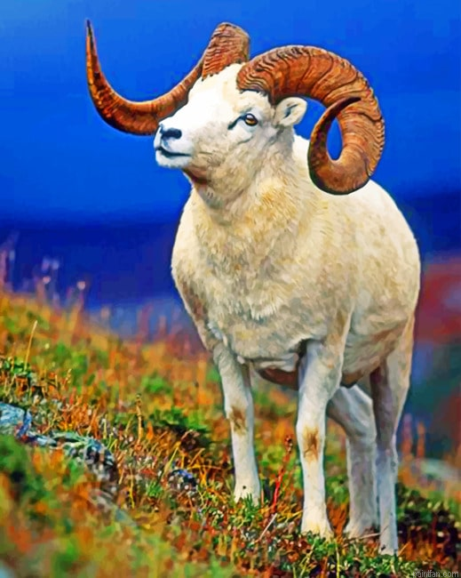Bighorn Sheep Animals Paint By Numbers.png
