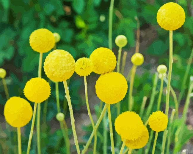 Billy Buttons Paint By Numbers.png