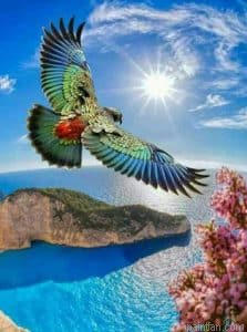 Bird Flying Paint By Numbers.png